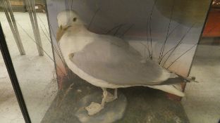 An early 20th Century stuffed and mounted Herring Gull in naturalistic setting and three sided