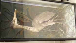 A stuffed and mounted Grey Heron in naturalistic setting and three sided display case