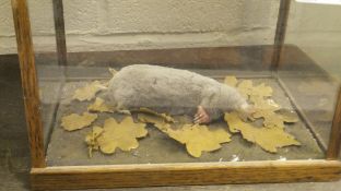 A stuffed and mounted Mole set in naturalistic setting and five sided glass display case