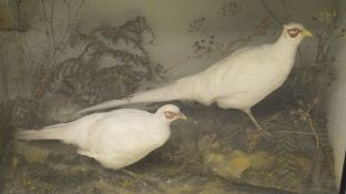 A pair of stuffed and mounted white Pheasants set in naturalistic setting and glass fronted display