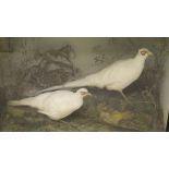 A pair of stuffed and mounted white Pheasants set in naturalistic setting and glass fronted display