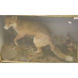A stuffed and mounted Fox set in naturalistic setting and glass fronted display case