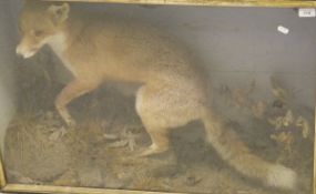 A stuffed and mounted Fox set in naturalistic setting and glass fronted display case