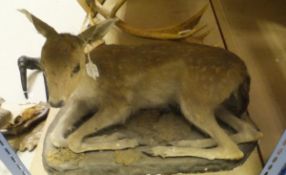 A stuffed and mounted Fallow Deer Fawn set on a moss covered plinth base