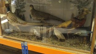 A stuffed and mounted Cock and Hen Golden Pheasant together with a further Cock Pheasant,