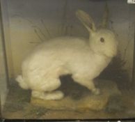 A stuffed and mounted albino Rabbit set in naturalistic setting and three sided display case