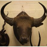 A stuffed and mounted Guar (or Indian Bison) head,