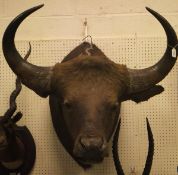 A stuffed and mounted Guar (or Indian Bison) head,