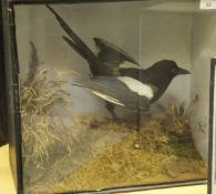 A Victorian stuffed and mounted Magpie in naturalistic setting and glass fronted display case bears