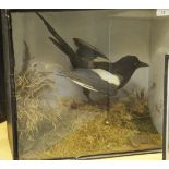 A Victorian stuffed and mounted Magpie in naturalistic setting and glass fronted display case bears