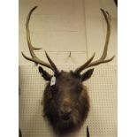 A stuffed and mounted Fallow Deer head with simulated fur collar mount raised on a shield shaped