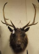 A stuffed and mounted Fallow Deer head with simulated fur collar mount raised on a shield shaped
