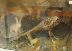 A mid 20th Century stuffed and mounted Cock Pheasant together with Rabbit and Stoat set in