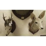 A stuffed and mounted Roe Deer Buck head on shield shaped plaque together with a Roe Deer Doe head