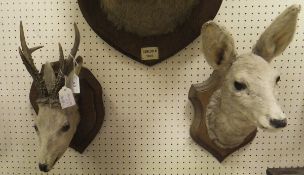 A stuffed and mounted Roe Deer Buck head on shield shaped plaque together with a Roe Deer Doe head