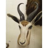 A stuffed and neck mounted Springbok