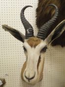 A stuffed and neck mounted Springbok