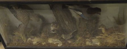 A stuffed and mounted Kestrel, Grey Squirrel, Stoat,