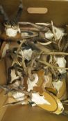 A box containing a large collection of Roe Deer Antlers on skulls on various plaques