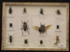 A framed and glazed display of various Beetles and another of assorted Butterflies*