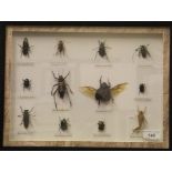 A framed and glazed display of various Beetles and another of assorted Butterflies*