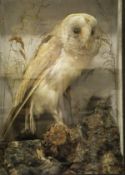 An early 20th Century stuffed and mounted Barn Owl sat in naturalistic setting and four sided glass