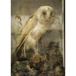 An early 20th Century stuffed and mounted Barn Owl sat in naturalistic setting and four sided glass