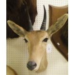 A stuffed and neck mounted Reed Buck head