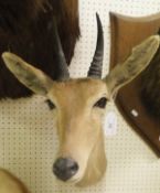 A stuffed and neck mounted Reed Buck head