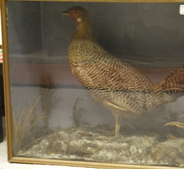 A stuffed and mounted Chicken set in naturalistic setting and glass fronted display case