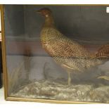 A stuffed and mounted Chicken set in naturalistic setting and glass fronted display case