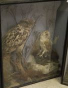An early 20th Century stuffed and mounted Eagle Owl together with a Barn Owl set in naturalistic