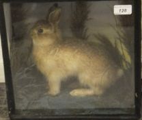 A stuffed and mounted juvenile Rabbit in naturalistic setting and glass fronted display case