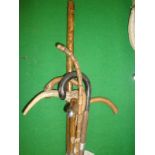 Eight walking canes and sticks including one antler handled example