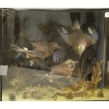 A early 20th Century collection of three stuffed and mounted Jay in naturalistic setting and three