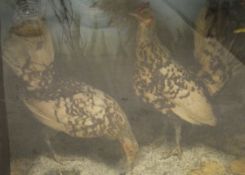 A pair of stuffed and mounted Bantams set in naturalistic setting and a glass fronted display case.