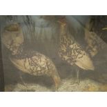 A pair of stuffed and mounted Bantams set in naturalistic setting and a glass fronted display case.