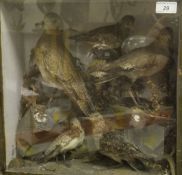 A early 20th Century wader type birds to include Golden Plover,