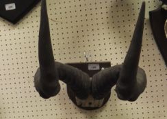 A pair of Hartebeest horns mounted on a plywood plaque