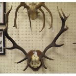 A set of Royal Red Deer antlers set on a shield shaped plaque bearing inscription to skull D. S. S.