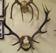 A set of Royal Red Deer antlers set on a shield shaped plaque bearing inscription to skull D. S. S.