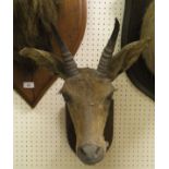 A stuffed and neck mounted Reed Buck head set on oak shield shaped plaque