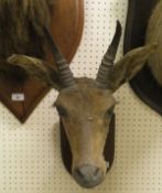 A stuffed and neck mounted Reed Buck head set on oak shield shaped plaque