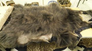 A late 1930's/early 1940's mounted black Bearskin rug by Van Ingen and Van Ingen of Mysore bearing