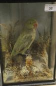 A stuffed and mounted Green Parakeet set in naturalistic setting and three sided display case