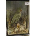 A stuffed and mounted Green Parakeet set in naturalistic setting and three sided display case