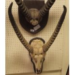 A Waterbuck skull and horns on shield shaped mount