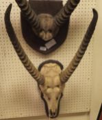 A Waterbuck skull and horns on shield shaped mount