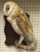 A stuffed and mounted Barn Owl on a moss covered branch on a stained wooden plaque