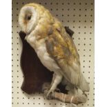 A stuffed and mounted Barn Owl on a moss covered branch on a stained wooden plaque